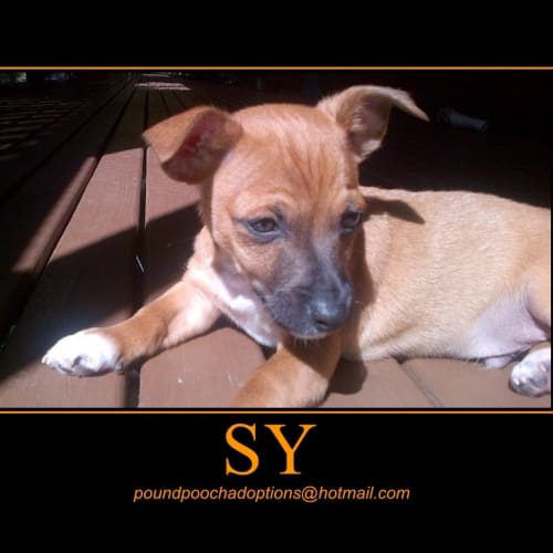 No photo for Syan Is On An Adoption Trial For Two Weeks