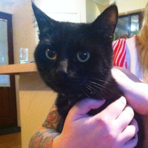 No photo for Tanzin   Adoption Pending