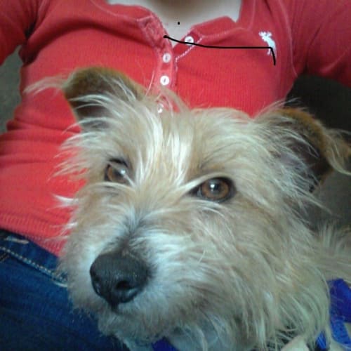 No photo for Cadbury #Adoption Pending#