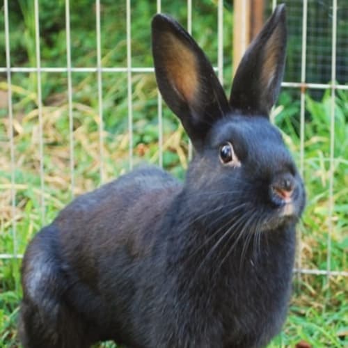 Evelynne -Desexed and Vaccinated -On Hold