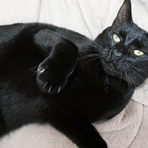 No photo for Pandy