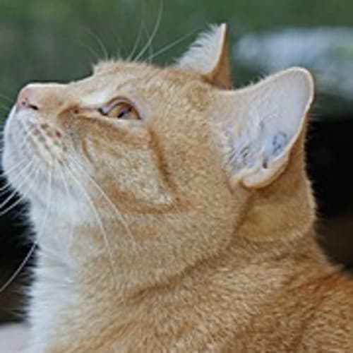 Lily Rare Female Ginger Beauty