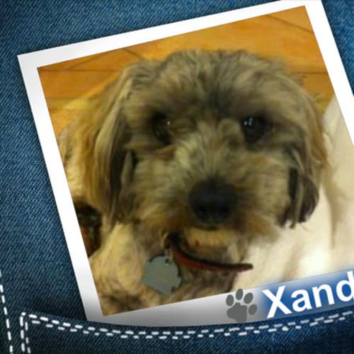 No photo for Xander