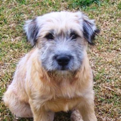 No photo for Sandi Adoption Pending