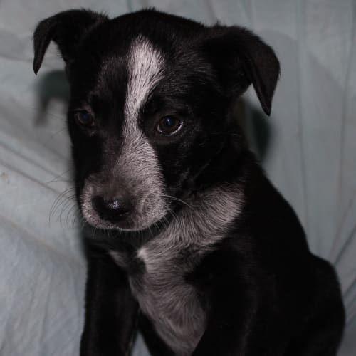 Deedee *Adoption Pending*