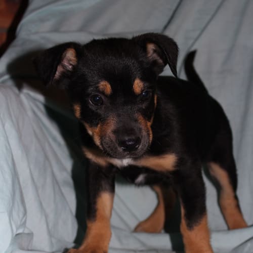 Rizzo *Adoption Pending*