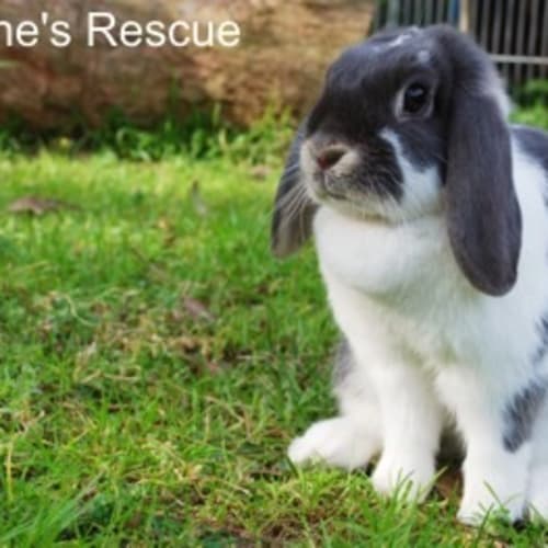 Gracie - Desexed and Vaccinated - On Hold