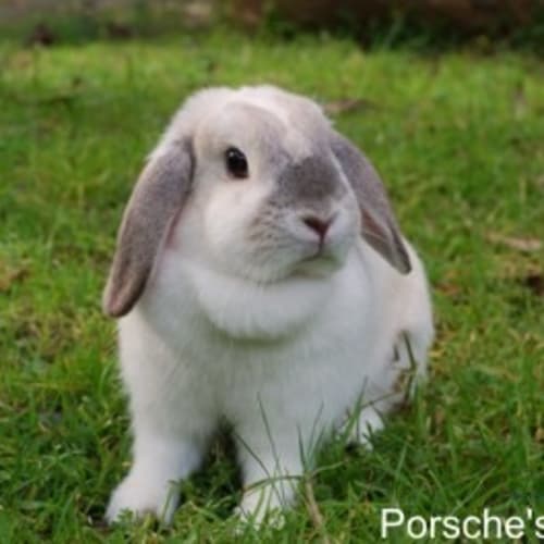 Cupcake - Desexed and Vaccinated - On Hold