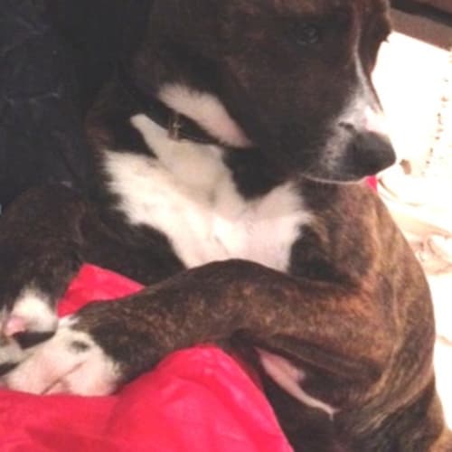 No photo for Zara (Very Sweet & Loving Girl)