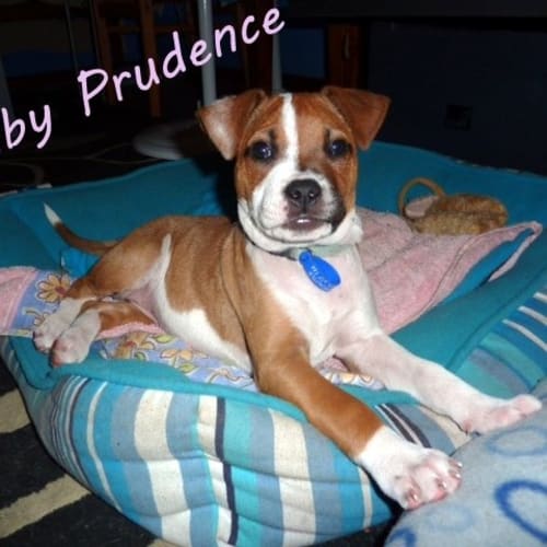 No photo for Prudence (On Trial)