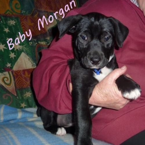 No photo for Morgan  (On Trial)