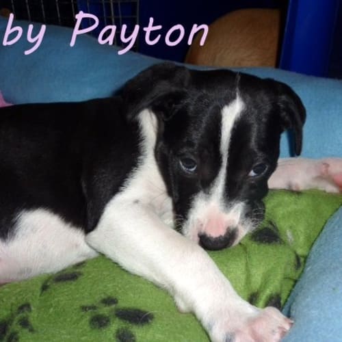 No photo for Payton (On Trial)