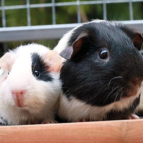 No photo for Frankie And Dougel!