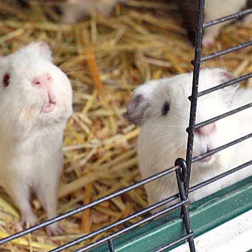 No photo for Jamie And Oliver!