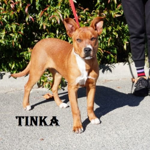 Tinka