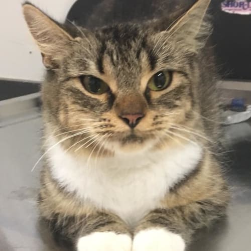 Keela