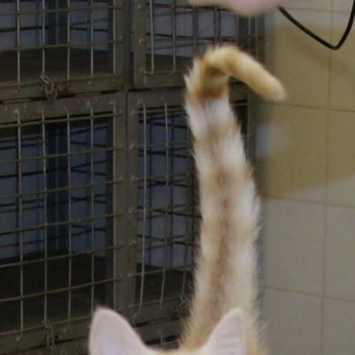 No photo for Noid