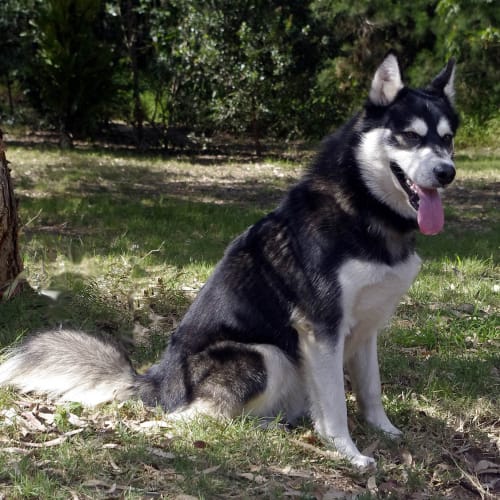 No photo for Odin