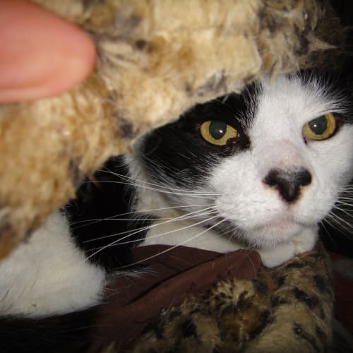 No photo for Sweetie