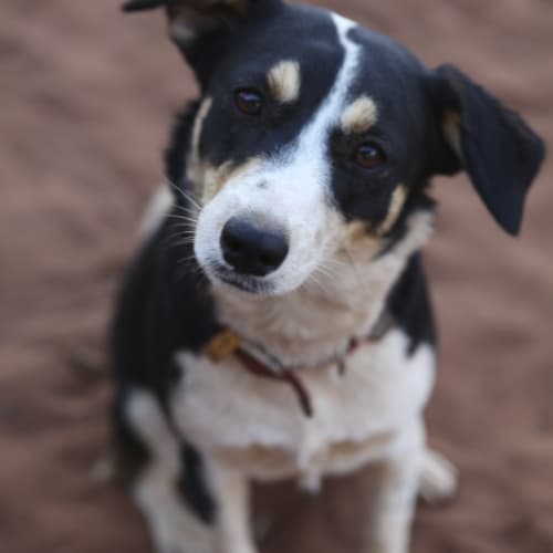 No photo for Mahli (Hd197) *Adoption Pending*