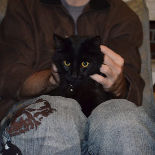 No photo for Jinx