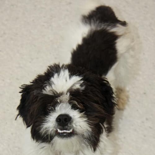 No photo for Max ($400)