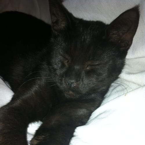 No photo for Spice (Burmese X Kitten)