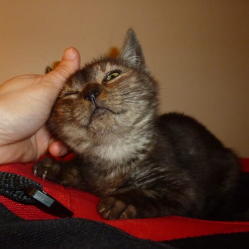 No photo for Remy (Burmese Cross)