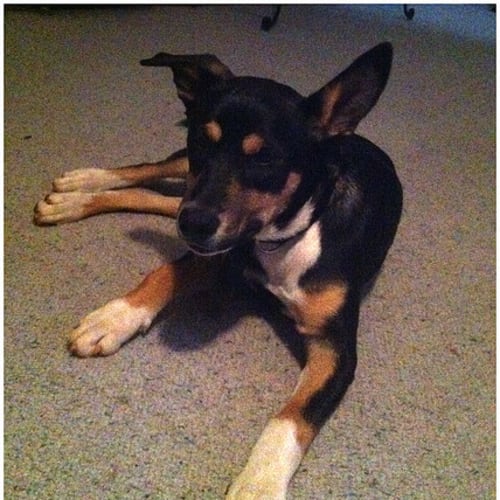No photo for Marlie **Adoption In Progress**