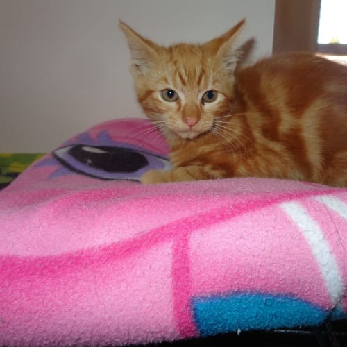 No photo for Gingy