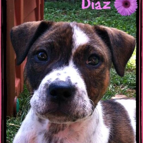No photo for Diaz