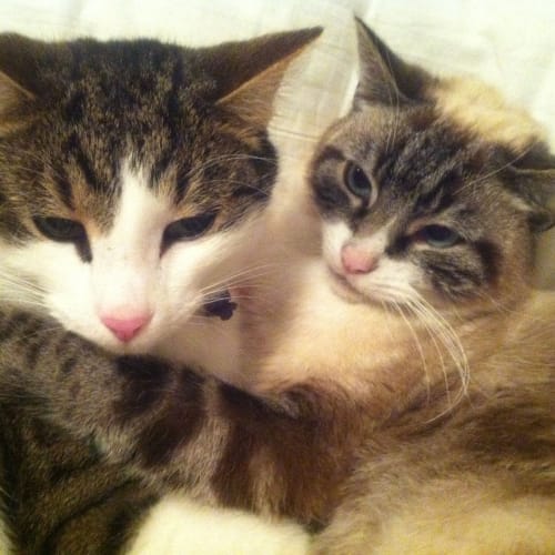 No photo for Jiffy & Louie