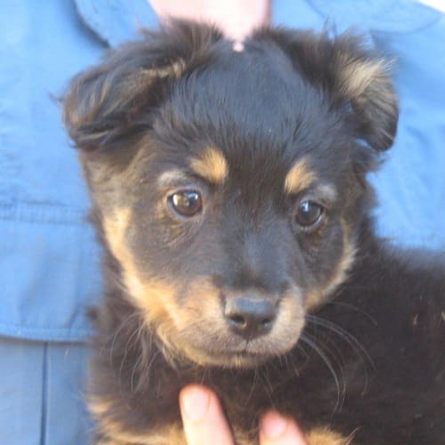 No photo for Aruba/Adoption Pending