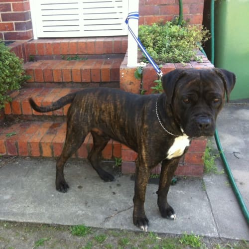 Woof $110 *Urgent Home Needed*