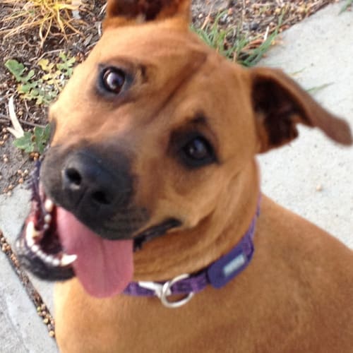 No photo for Foster Care Needed   Bonnie