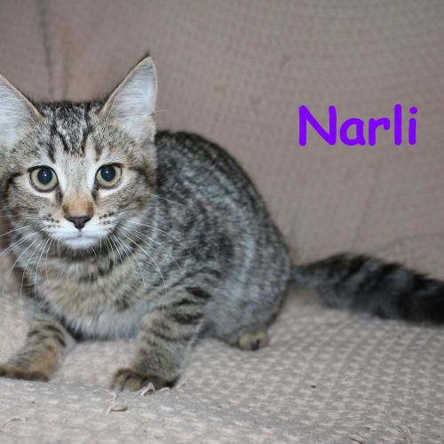 Narli *Adoption Pending*