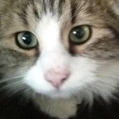 No photo for Milly