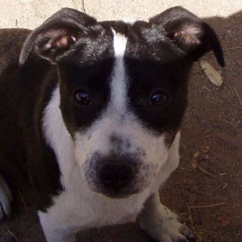 Steffi - adoption pending