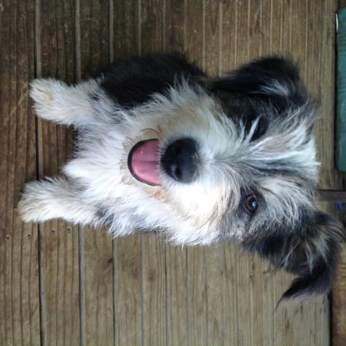 No photo for Buddy