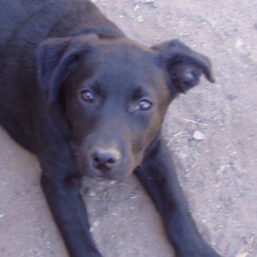 No photo for Saxon   Adoption Pending