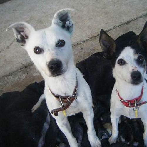 No photo for Lucky & Beefer Female & Male To Rehome Together