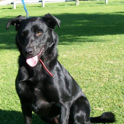 No photo for Inky Hd090**Urgent Foster Needed**