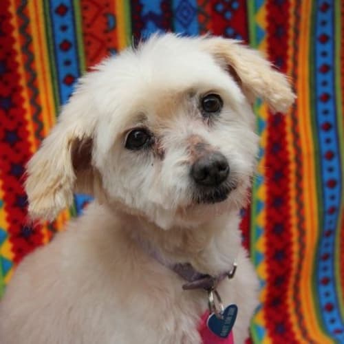 No photo for Mindy (Adoption Pending)