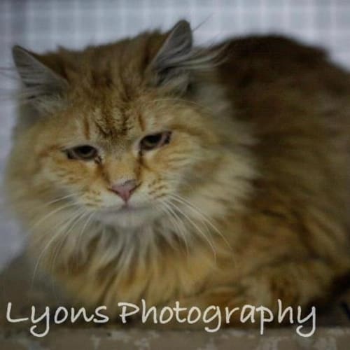 No photo for Fluff Norris