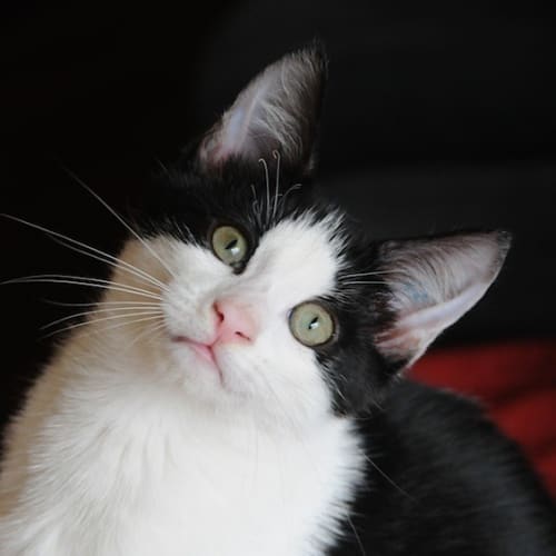 TomTom 🥁 loving tuxedo kitten
