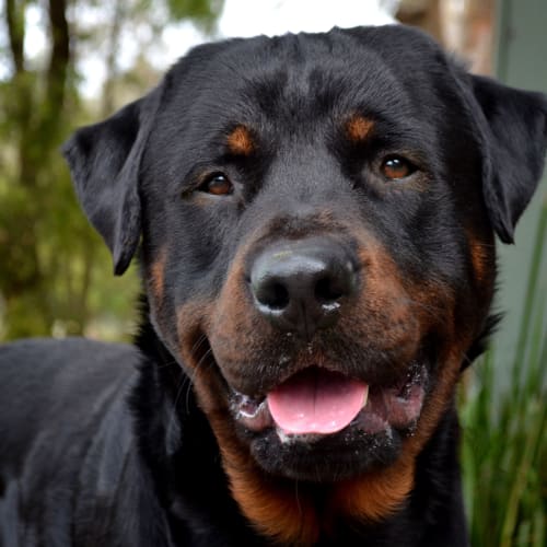 No photo for Daisy & Dynamite *On Trial In Our New Home*