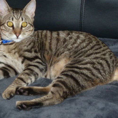 No photo for Jackson/Tiger
