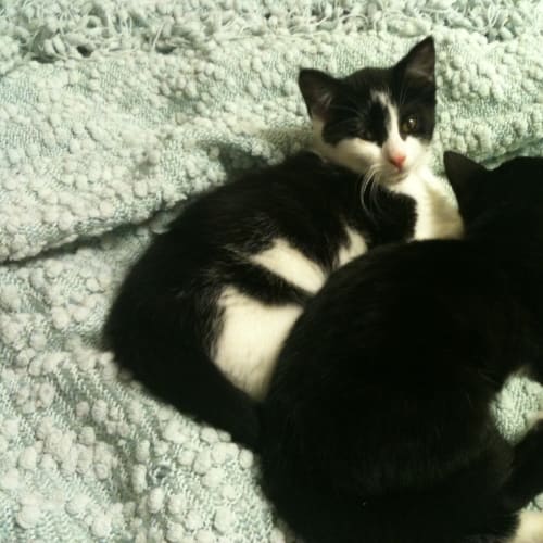 No photo for Hayden   Adopted!