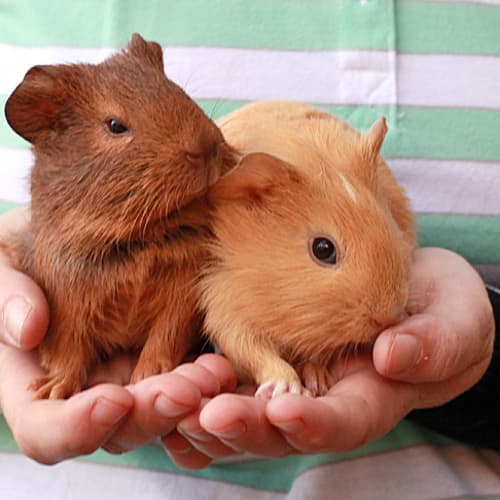 No photo for Allie And Acorn (Sisters)