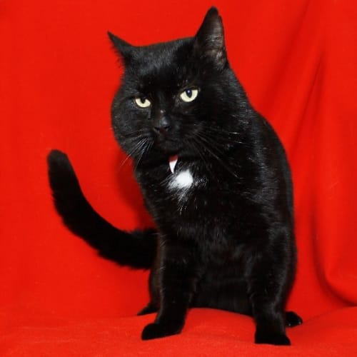 No photo for Liquorice